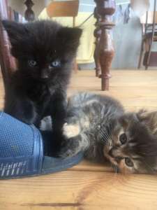 ����� � ������� ���� ����� �������� ����� - ����������� 1