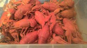 ����� � ������� ����, �������� - ����������� 1