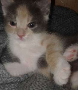 ����� � ������� �������������� � ����� ������ - ����������� 1