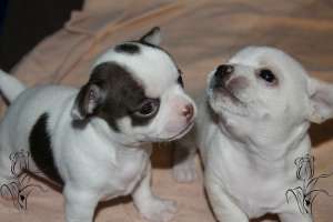 ����� � ���������, ���� - �������� - ����������� 1