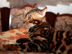 ����� � ����������� ����� - ����������� 1