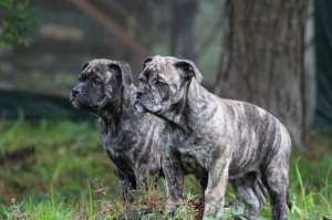 ����� �� �� �� - ����������� 1