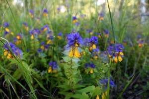 ����� �� ��� ����� ����� - ����������� 1