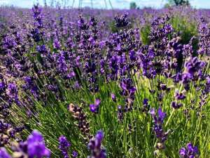 ����� �� ���� - ����������� 1