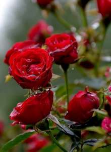 ����� �� ������ - ����������� 1