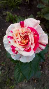 ����� �� ������ - ����������� 1