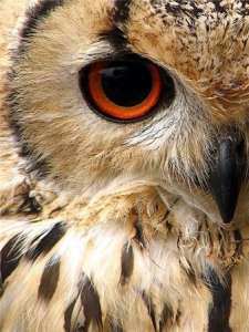 ����� �� ������, ������ ������� - ����������� 1