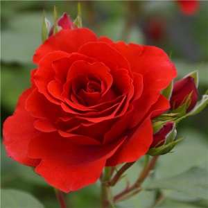 ����� �� ������, �������, ������� � ������� - ����������� 1