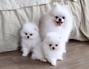 ����� �� ������� - ����������� 1