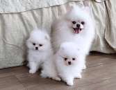 ������� � ����������: ����� �� �������