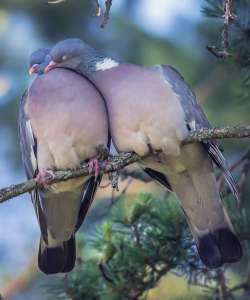 ����� �� ��������� - ����������� 1