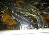 ������� � ����������: ����� �� ����������� ��������� � ��������� ������ ����