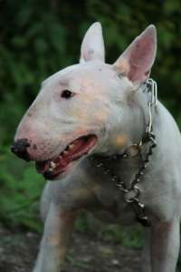 ����� �� ������������ ���� - ����������� 1