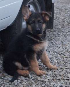 ����� �� �������������� ��������. - ����������� 1