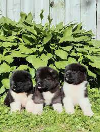 ����� ��� ����� ������ �������� - ����������� 1