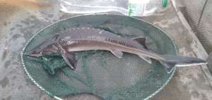 ����� ��� ���������� �������� - ����������� 1