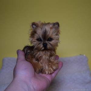 ����� ���� - ����������� 1