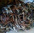 ������� � ����������: ����� ����, �����, ����, ������