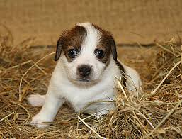 ����� ���� ������ ������ - ����������� 1