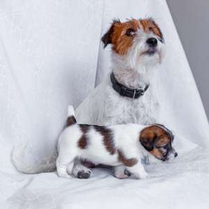 ����� ���� ������ ������� ��������������� �� �������� ���� ��������� - ����������� 1