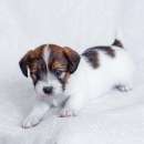 ����� ���� ������ ������� ��������������� �� �������� ���� ��������� - ����������� 2