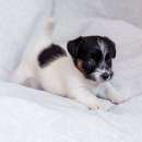 ����� ���� ������ ������� ��������������� �� �������� ���� ��������� - ����������� 3