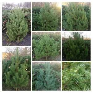 �����, ���� ���������� ����� . - ����������� 1