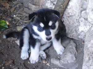 ����� ����� - ����������� 1