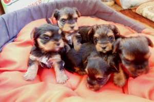 ����� ����� - ����������� 1