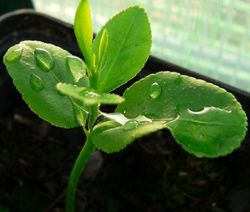 ����� ����� - ����������� 1