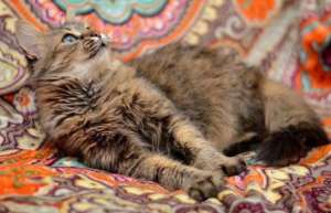 ����� ����� - ����������� 1