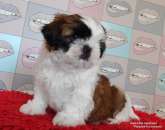 ������� � ����������: ����� ��-���