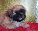 ����� ��-��� - ����������� 3