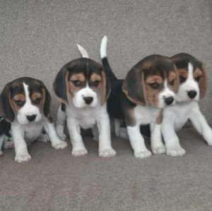 ����� ����� - ����������� 1