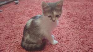 ����� ����� � ������� ���� - ����������� 1