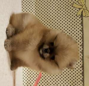 ����� ����� � ����������� ��� �������������� ��������� �� 50 ����� - ����������� 1