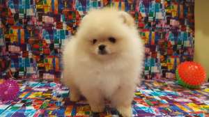 ����� ����� �� ��������� �� �� 50���. ������ - ����������� 1