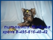 ����� ����� ����. - ����������� 3