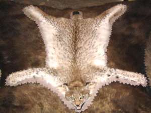 ����� ����� ���� ������ ���� - ����������� 1