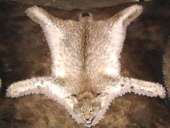 ������� � ����������: ����� ����� ���� ������ ����