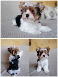 ����� ����� ����� - ����������� 1