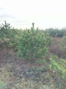 ����� ����� ����� � �������. - ����������� 1