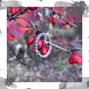 ����� ����� ����� �����. ��������� ������� - �������/�������