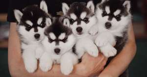 �����, ����� ����� �����, ����� ����� �����. - ����������� 1