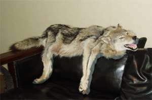 ����� ����� ����� ������ ����� - ����������� 1