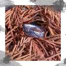 ����� ����� ����� ������������. ��������� ������� - �������/�������