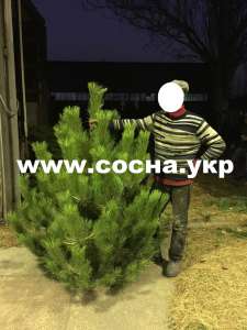 ����� ����� ������ ����� � ��������� - ����������� 1