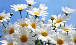 ����� ����� ������ ����������� �������� - ����������� 1