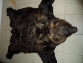 ������� � ����������: ����� ����� ������� ������ �������