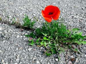 ����� ����� �������, �������� ������ � ������������ ������ �� ����. ��� ������ - ����������� 1